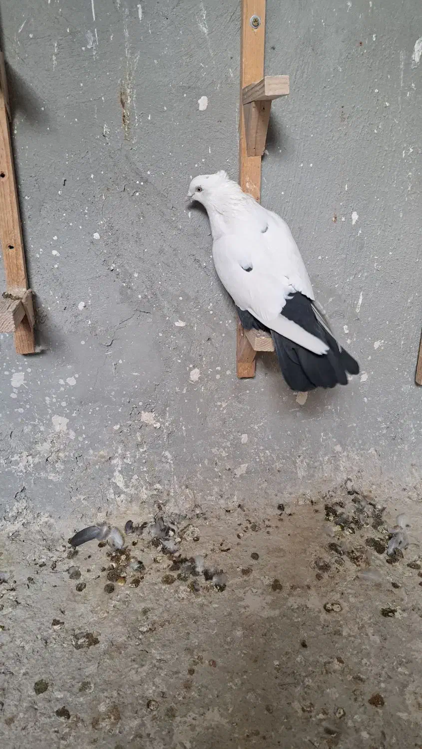 دم سیاه نر جوون|پرنده|شیراز, میانرود|دیوار