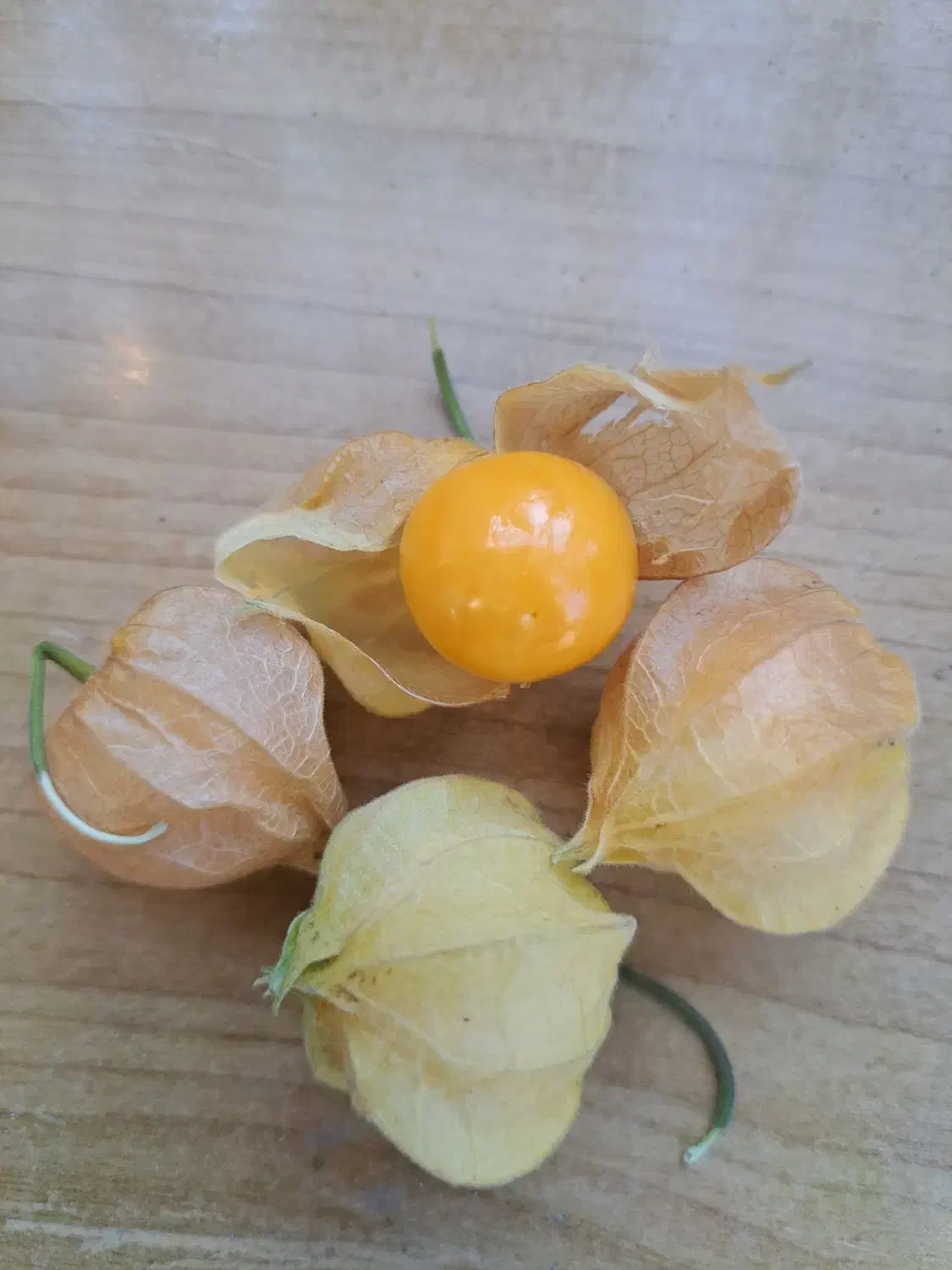 نهال فیسالیس|گل و گیاه طبیعی|گرگان, |دیوار