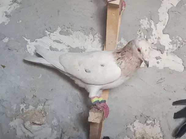 ۲عدد پلاکی نر|پرنده|اهرم, |دیوار