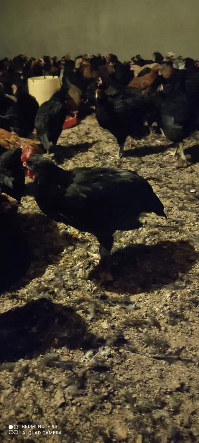 جوجه مرغ و خروس محلی سیاه۳ماهه|حیوانات مزرعه|مشهد, شهید احمدی روشن|دیوار