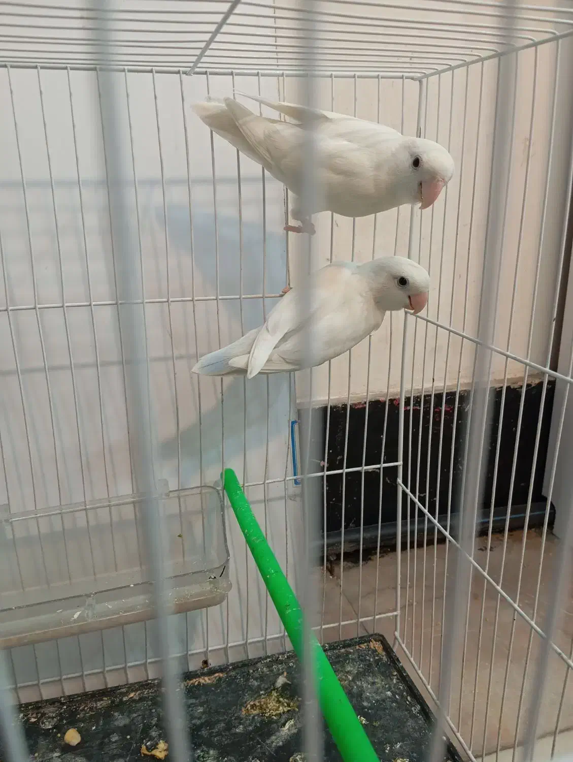 کوتوله|پرنده|تربت جام, علوی|دیوار