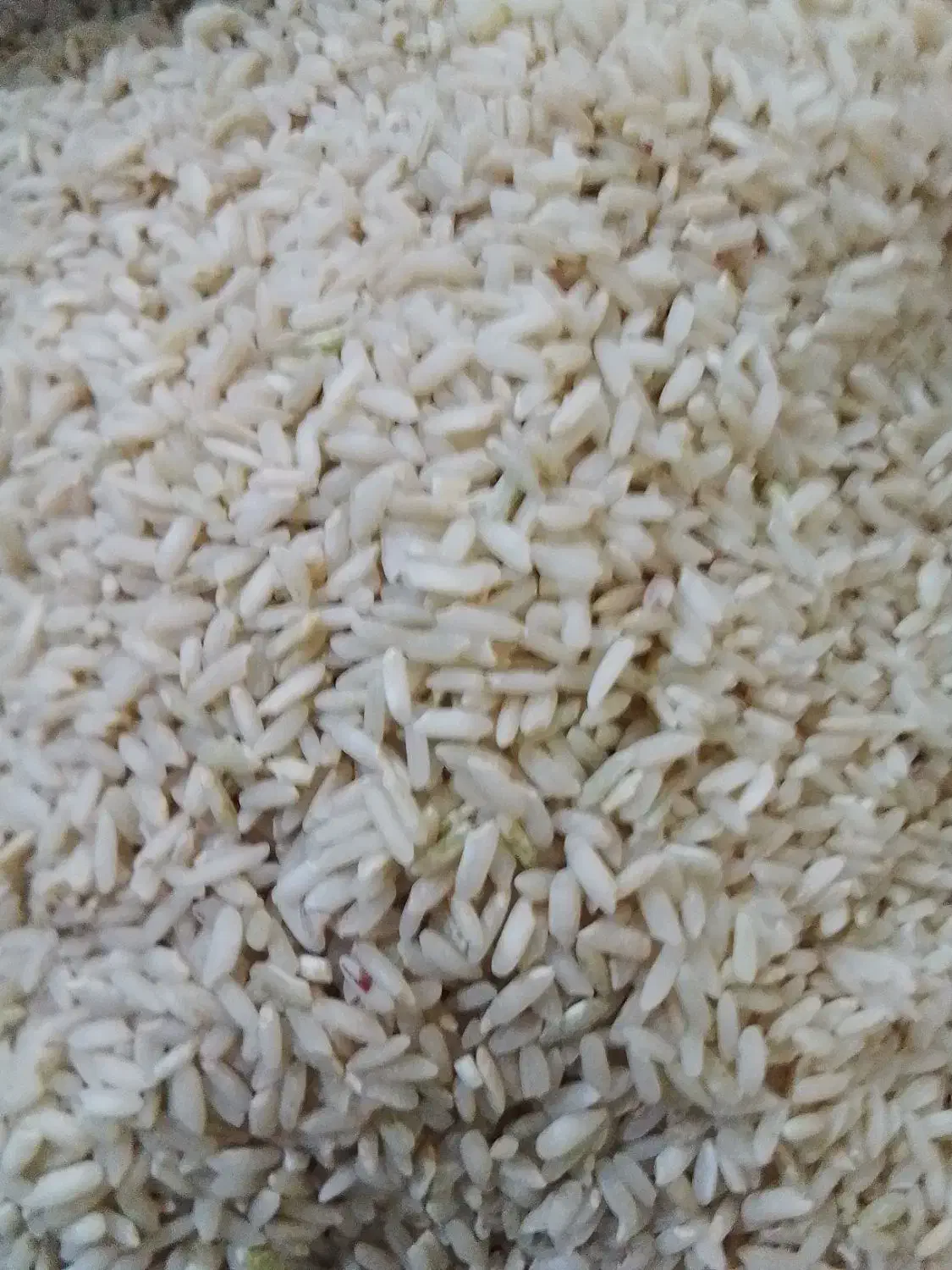 برنج عنبربوباکیفیت عالی|خوردنی و آشامیدنی|سیروان, |دیوار