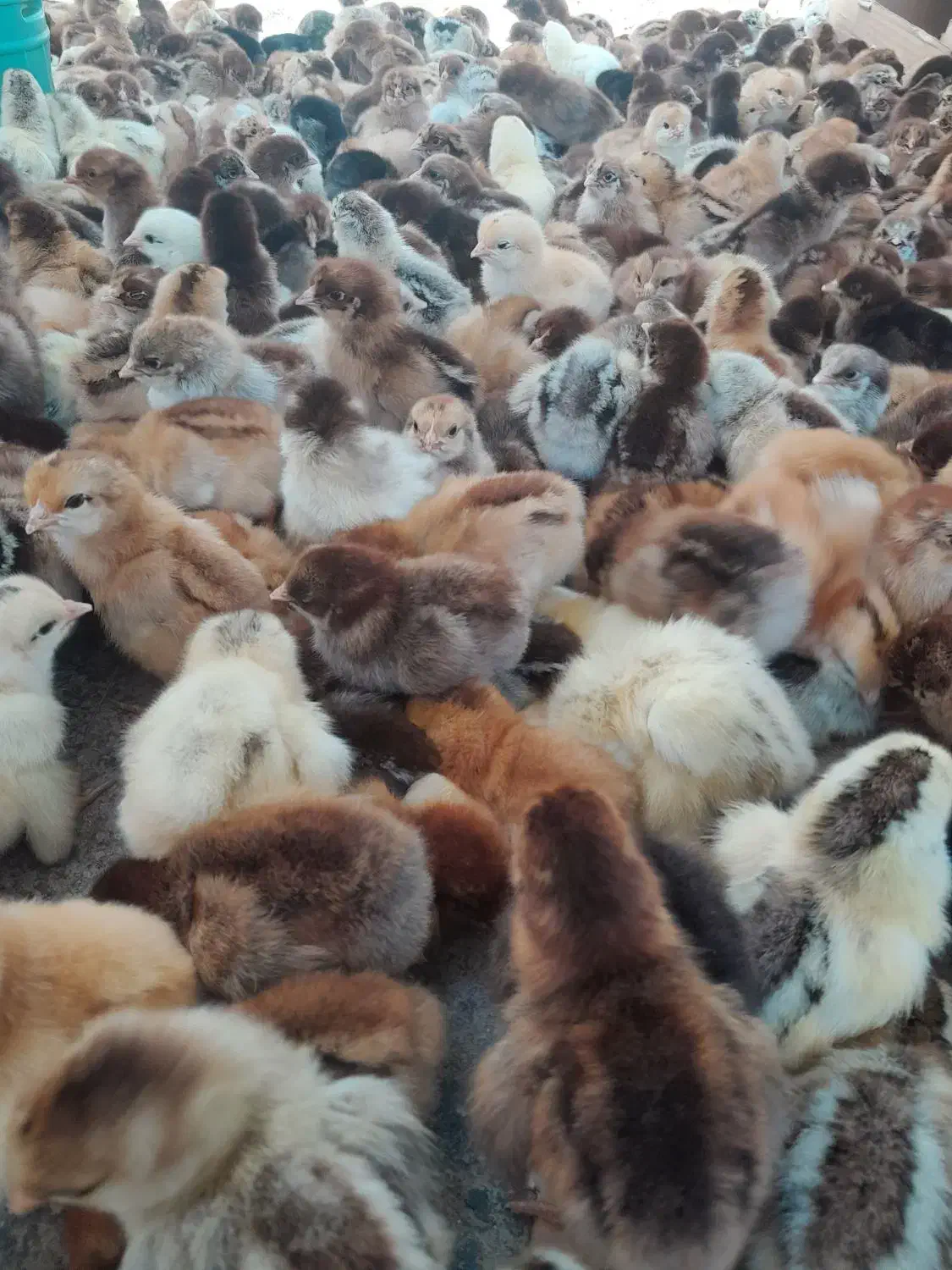 جوجه دوروزه|حیوانات مزرعه|بهبهان, |دیوار