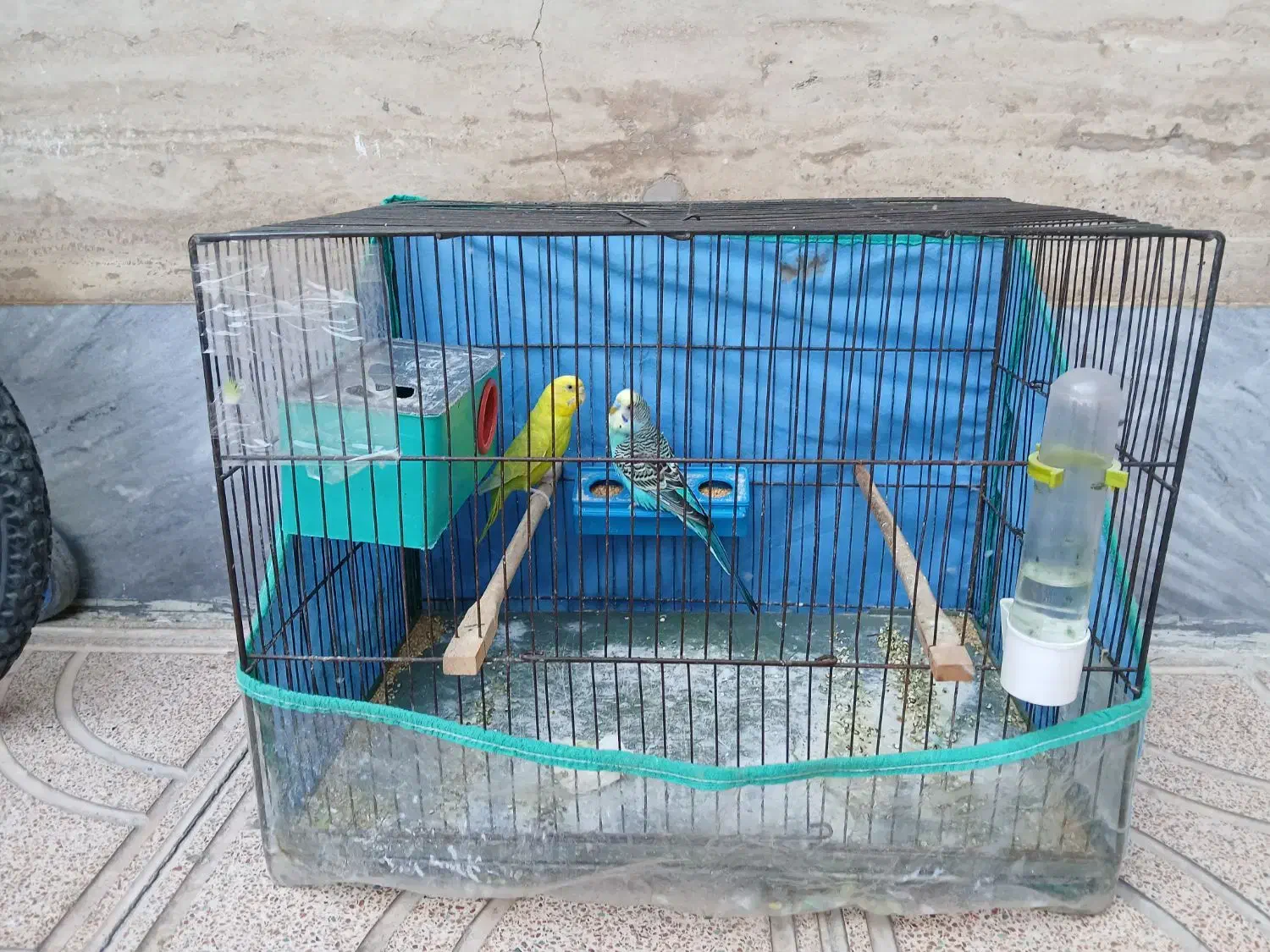 مرغ عشق|پرنده|اردبیل, |دیوار