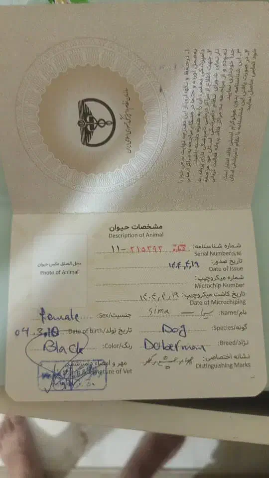فروش سگ دوبرمن|سگ|کرج, باغستان|دیوار