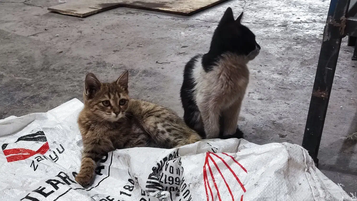 واگذاری رایگان دوتا بچه گربه|گربه|نجفآباد, شهرک صنعتی نجف آباد ۲|دیوار