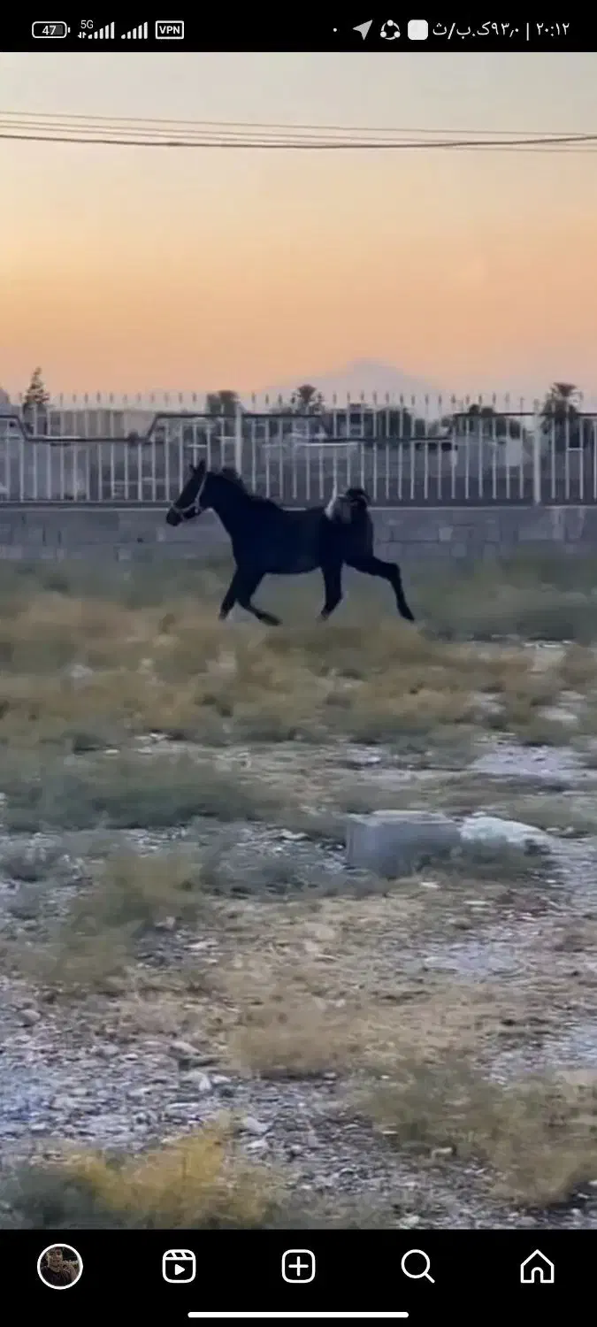 اسب|اسب و تجهیزات اسب‌سواری|رستم, |دیوار