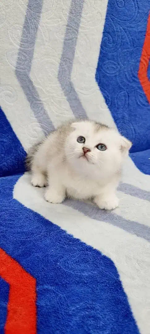 بچه گربه های اسکاتیش گلد و سیلور|گربه|ساری, |دیوار