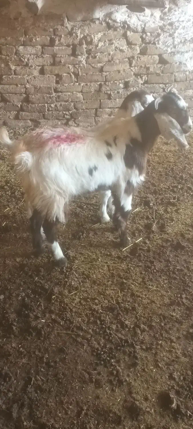 میش بز بزغاله|حیوانات مزرعه|تربت‌حیدریه, کوی شهید احمدزاده ملکی|دیوار