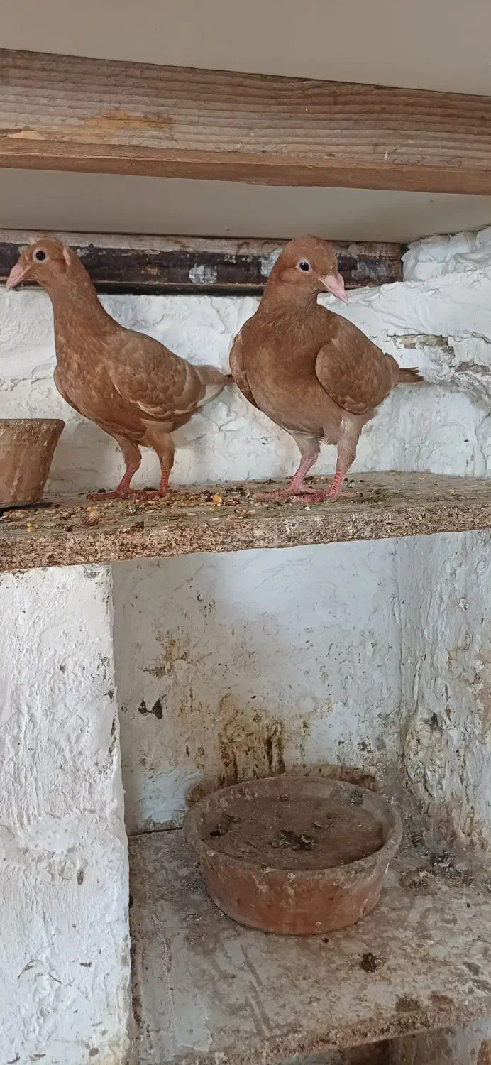 جفت جوجه کبوتر زرد|پرنده|بوشهر, |دیوار