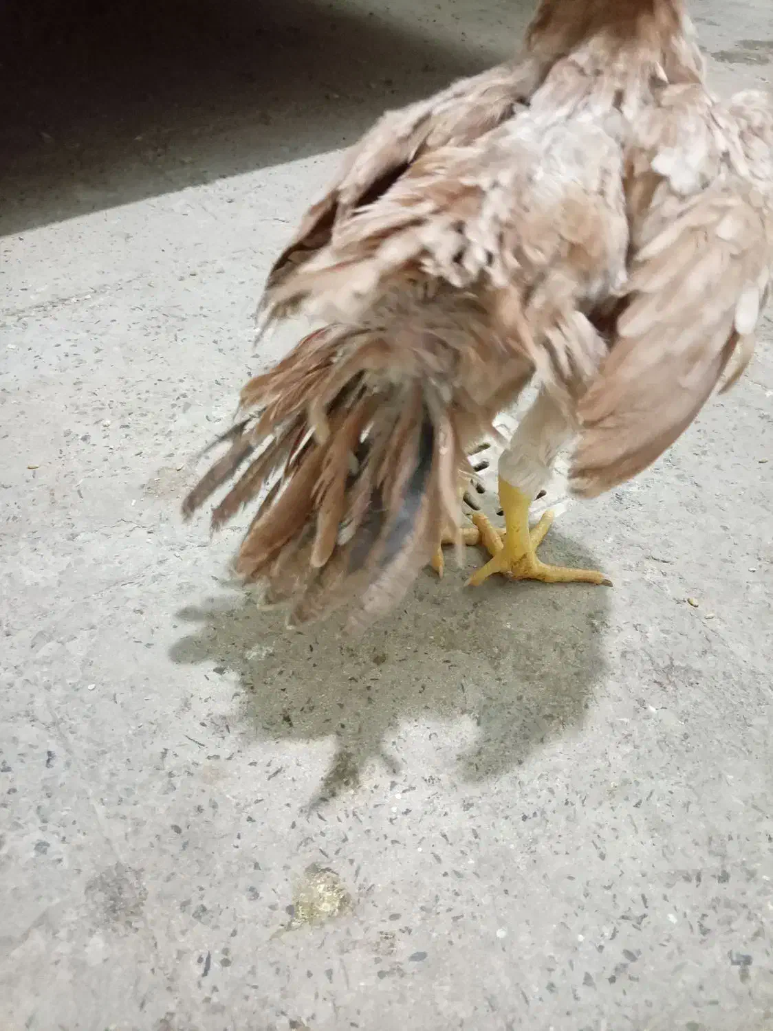 لاری هندی|پرنده|رباط‌کریم, نصیرشهر|دیوار