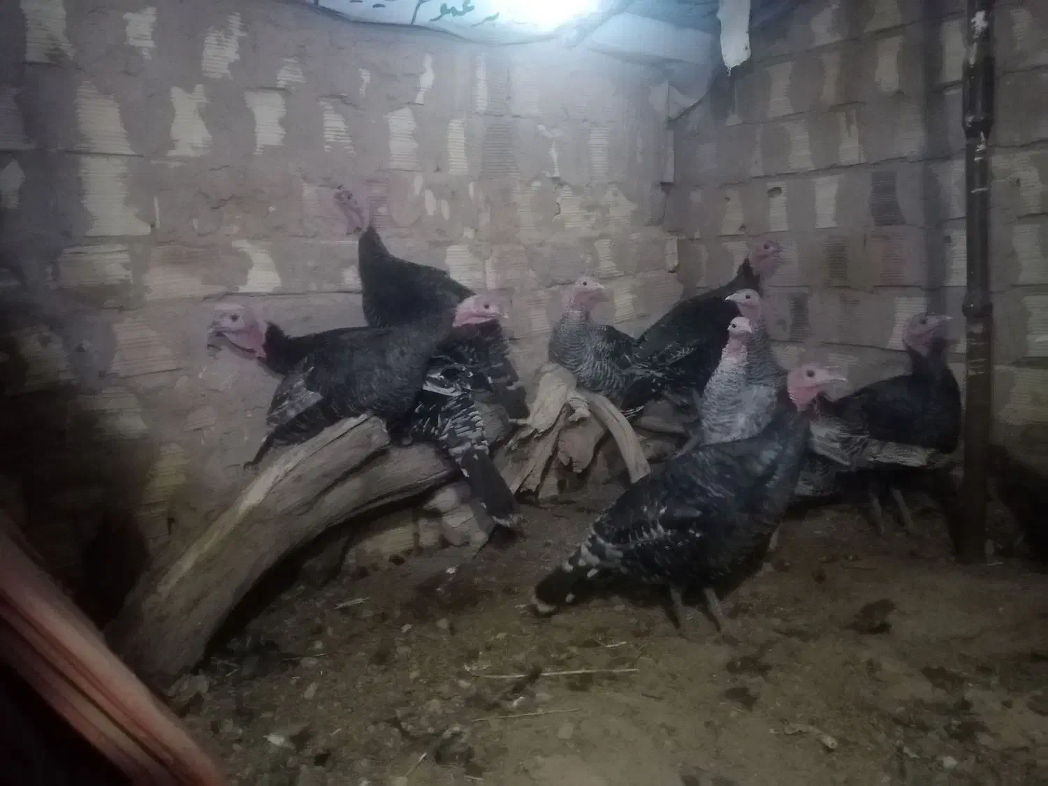 بوقلمون محلی|حیوانات مزرعه|سده (خراسان جنوبی), |دیوار