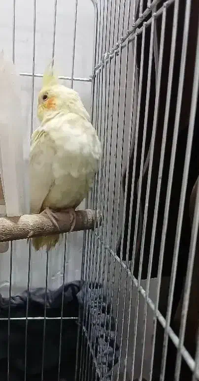 عروس هلندی نر|پرنده|رشت, رودباری|دیوار