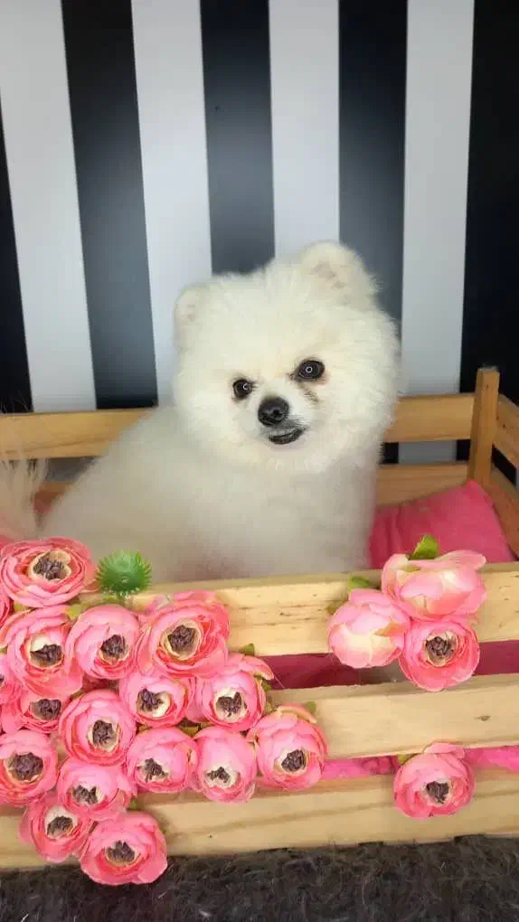 سگ پامر خرسی|سگ|کرج, مصباح|دیوار