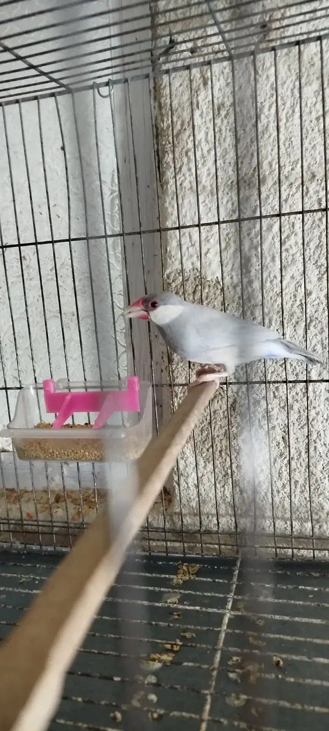 مجسمه|مجسمه، تندیس، ماکت|زابل, |دیوار