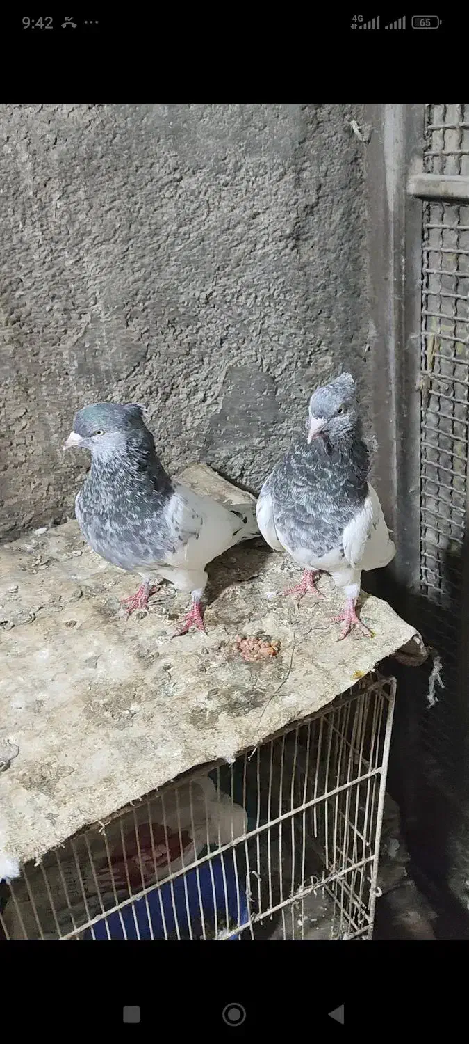 کبوتر|پرنده|آزادشهر, |دیوار