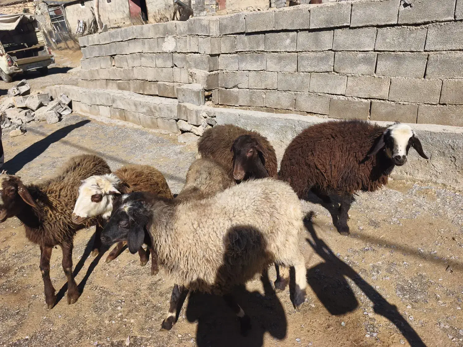 بره ماده|حیوانات مزرعه|بیرانوند, |دیوار