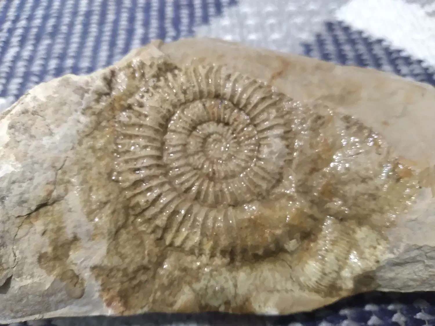 سنگ فسیل|جواهرات|گالیکش, |دیوار