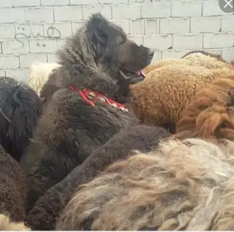 واگذاری سگ گله ای|سگ|بلداجی, |دیوار