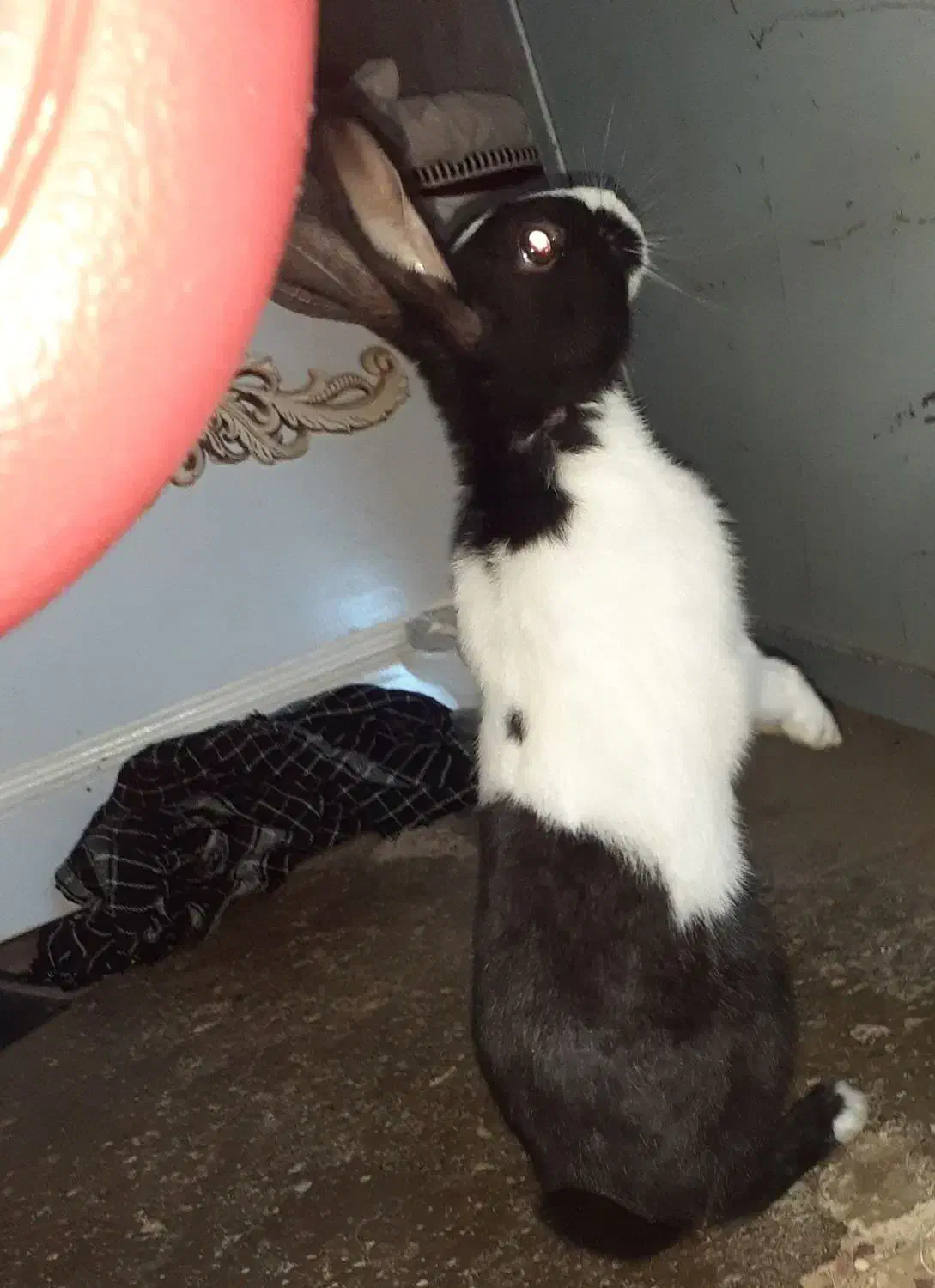 خرگوش سرحال|موش و خرگوش|فسا, |دیوار