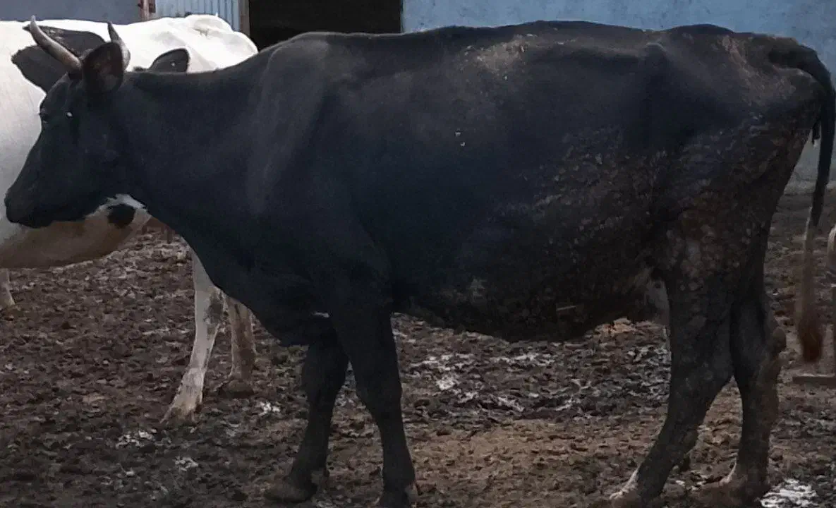 گاو آبستن شیری|حیوانات مزرعه|بیله سوار, |دیوار