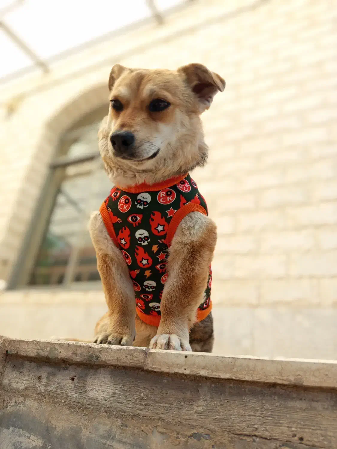 لباس حیوانات خانگی|لوازم جانبی حیوانات|تهران, امام خمینی|دیوار