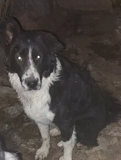 سگ ماده|سگ|شیراز, شهرک مدرس|دیوار