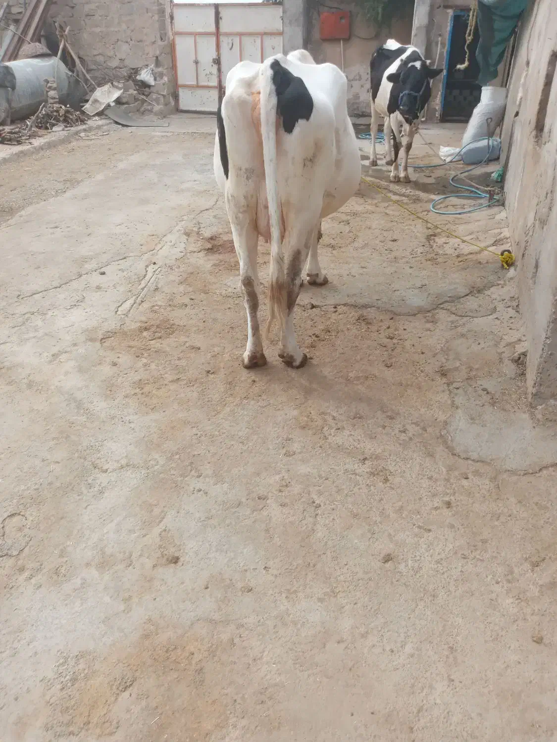 گاو سیمینتال|حیوانات مزرعه|گتوند, |دیوار