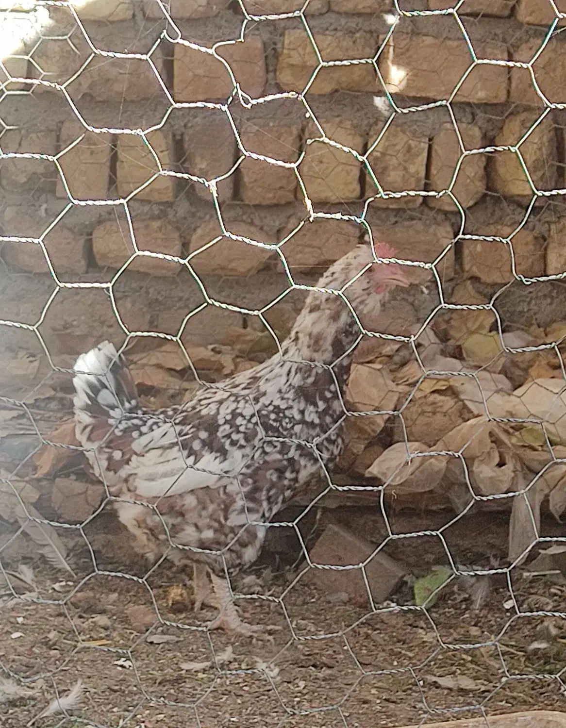 مرغ گلین|حیوانات مزرعه|سمیرم, |دیوار