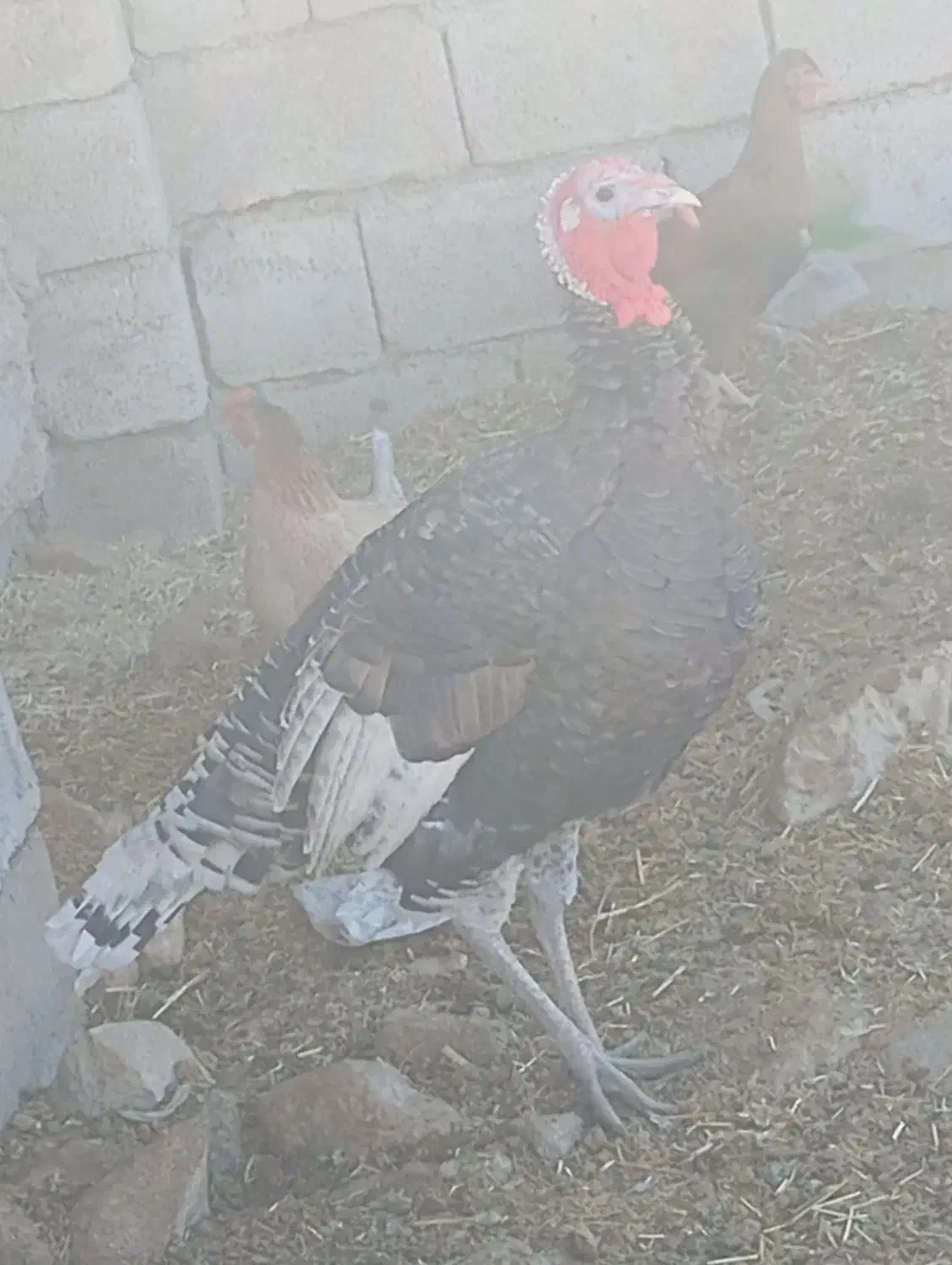 سلام یه جفت بوقلمون جوان وسرحال|حیوانات مزرعه|ایذه, |دیوار