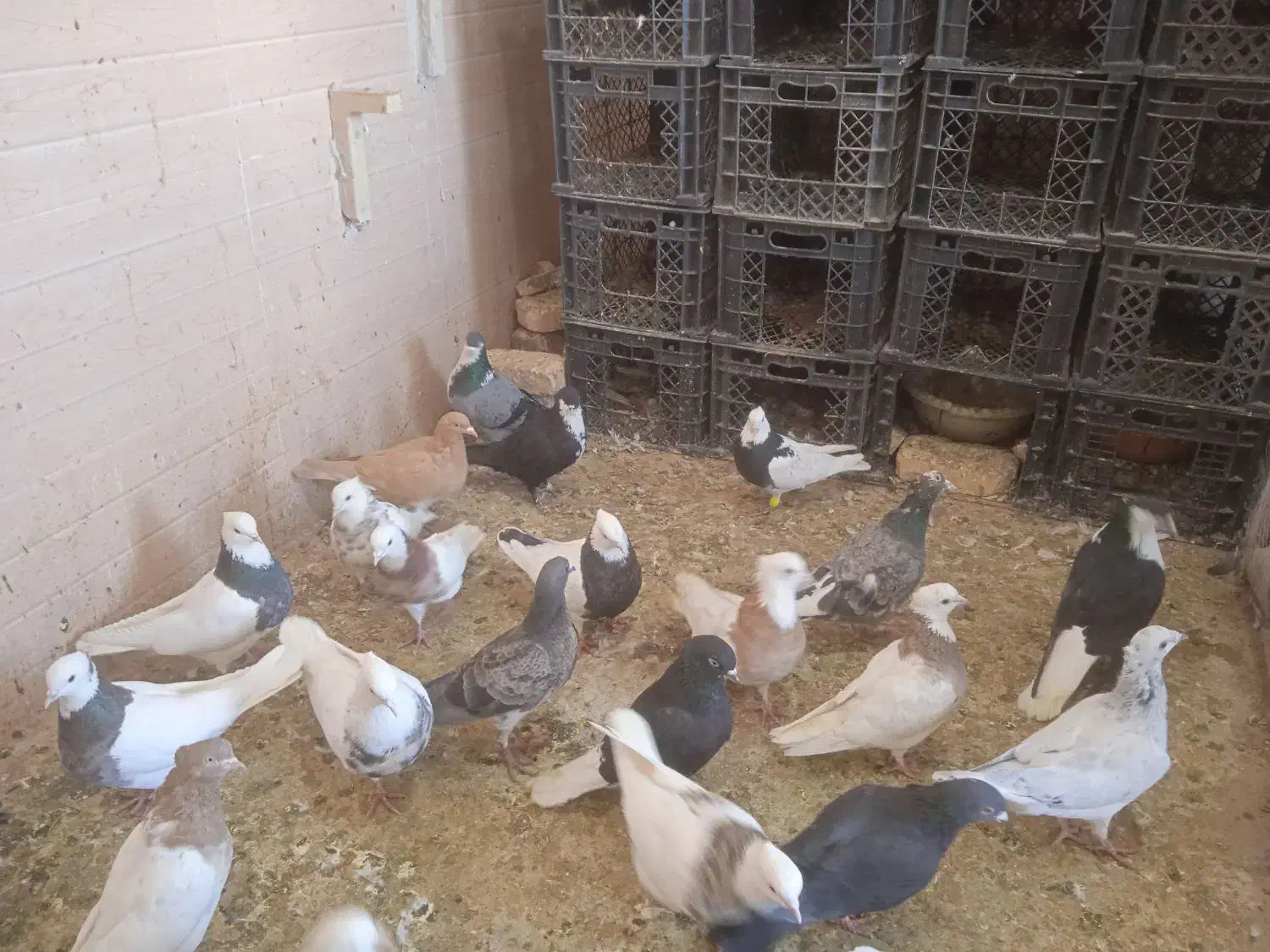 کبوتر|پرنده|سراوان, |دیوار