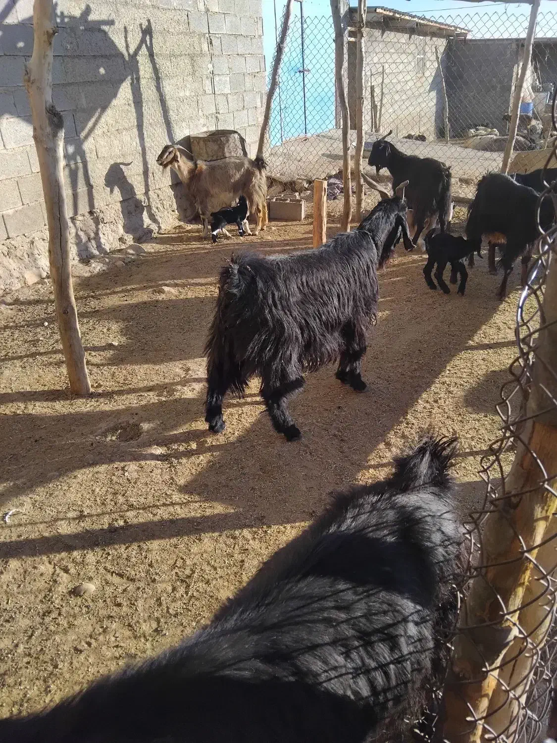 بز کهره دار|حیوانات مزرعه|دشمن زیاری, |دیوار