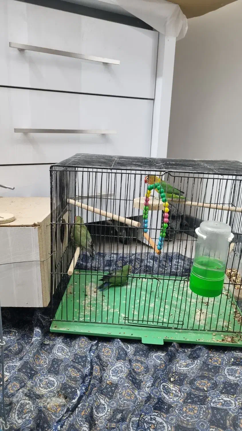 دو جفت کوتوله با یه جوجه|پرنده|اصفهان, بوستان ناژوان|دیوار