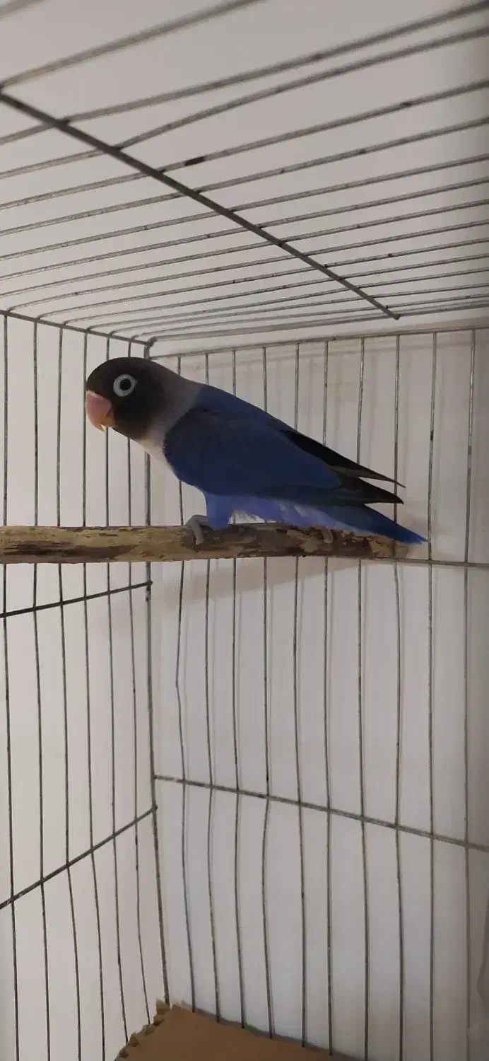 یک عدد طوطی برزیلی|پرنده|رامسر, |دیوار