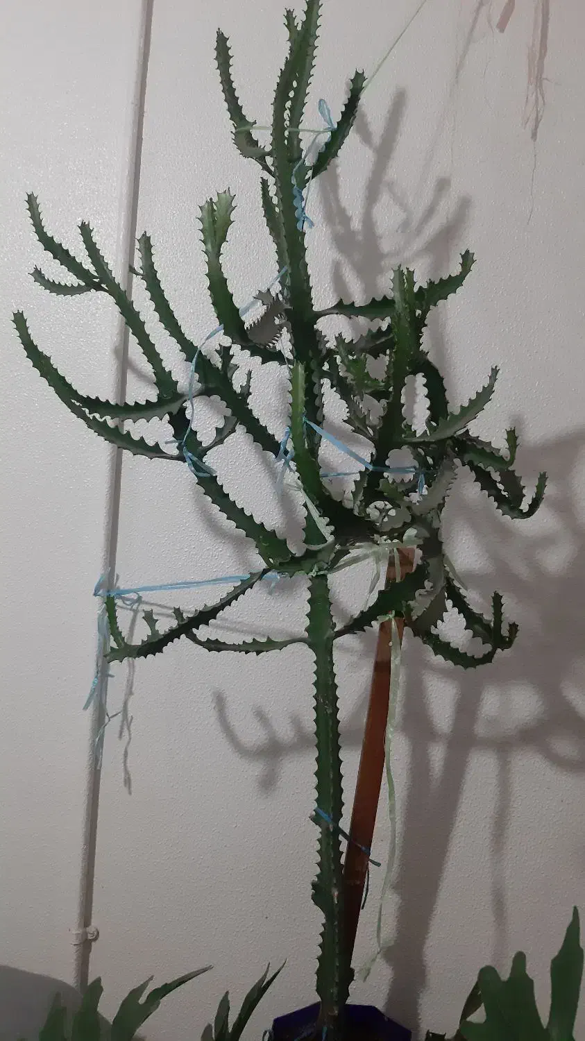 گل کاکتوس|گل و گیاه طبیعی|شاهینشهر, گزبرخوار|دیوار