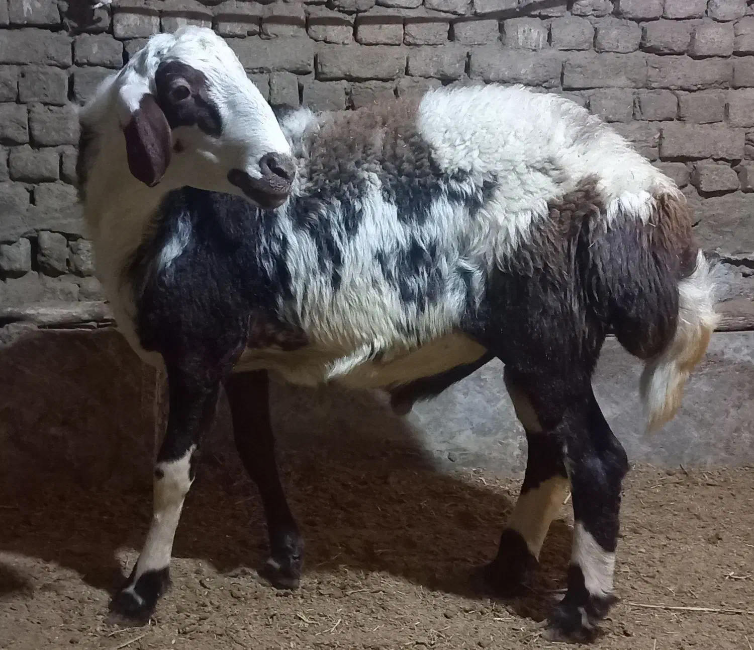 قوچ و بره قوچ کیلویی|حیوانات مزرعه|ملایر, |دیوار