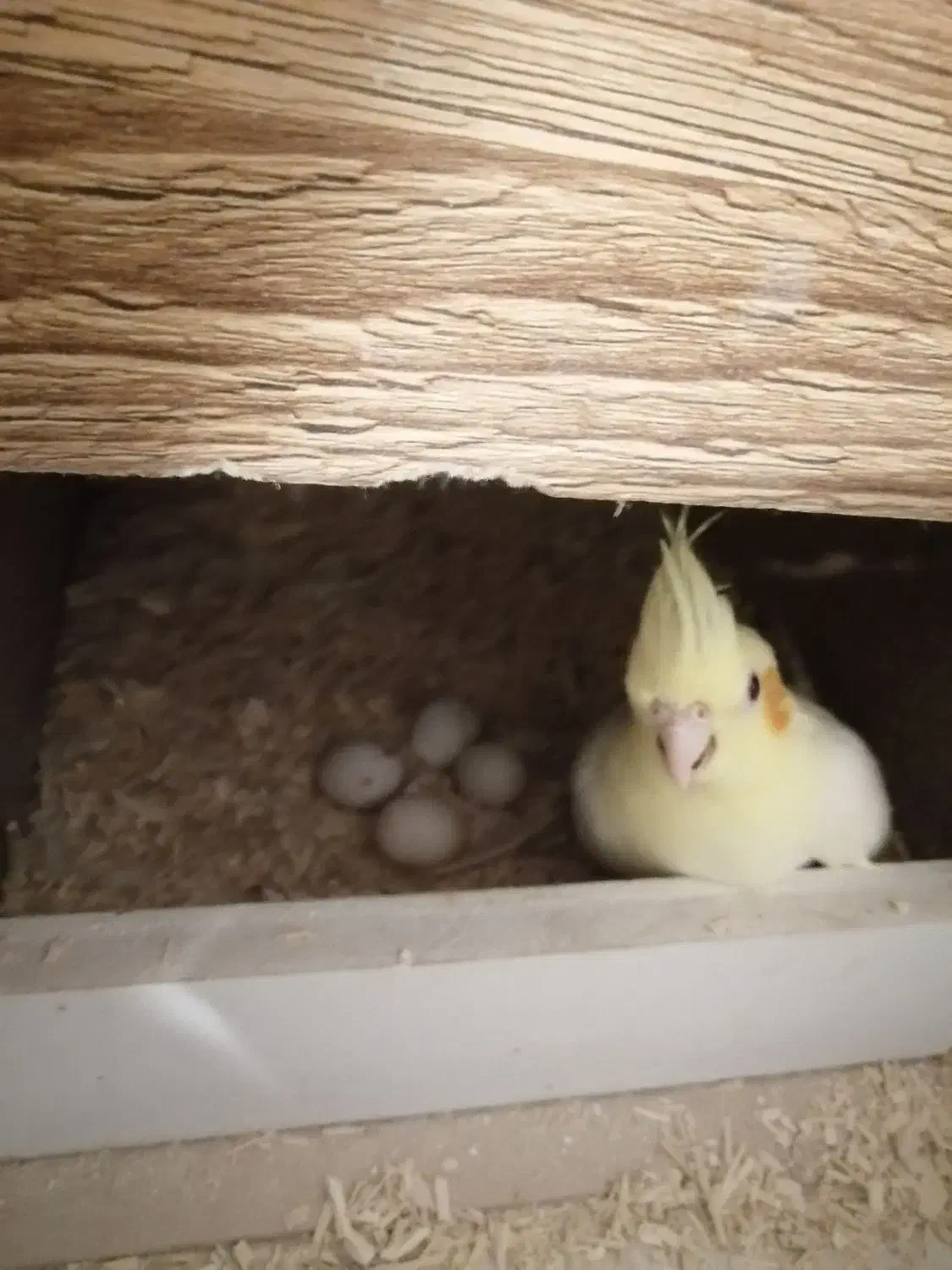 عروس هلندی با تخم|پرنده|شهرضا, |دیوار