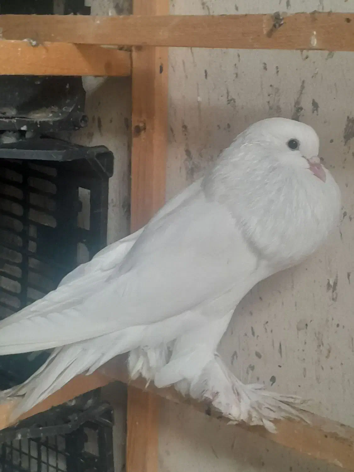 کبوتر زینتی ابومریم بادکنکی|پرنده|چمستان, |دیوار