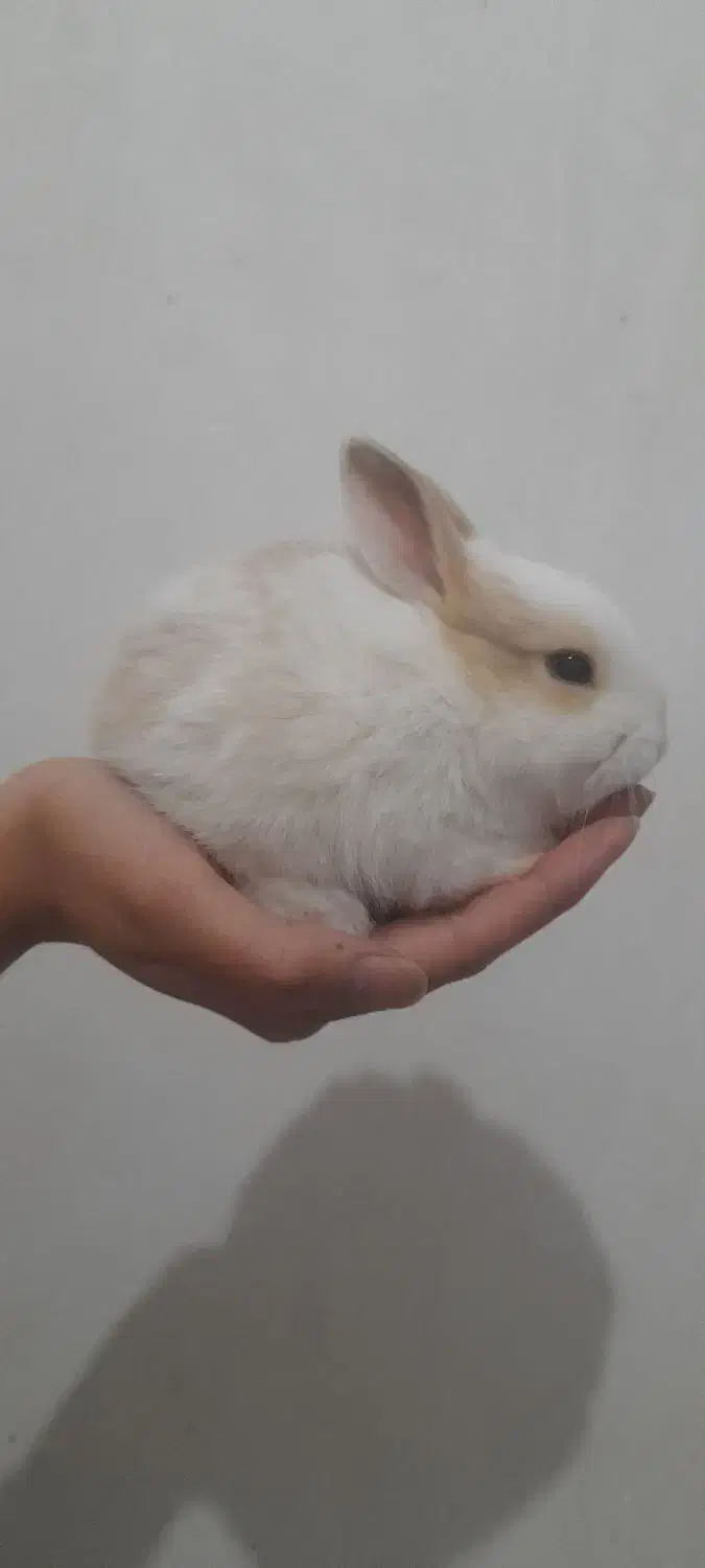 بچه خرگوش ناز و باهوش|موش و خرگوش|کاشان, مزرعه نو|دیوار