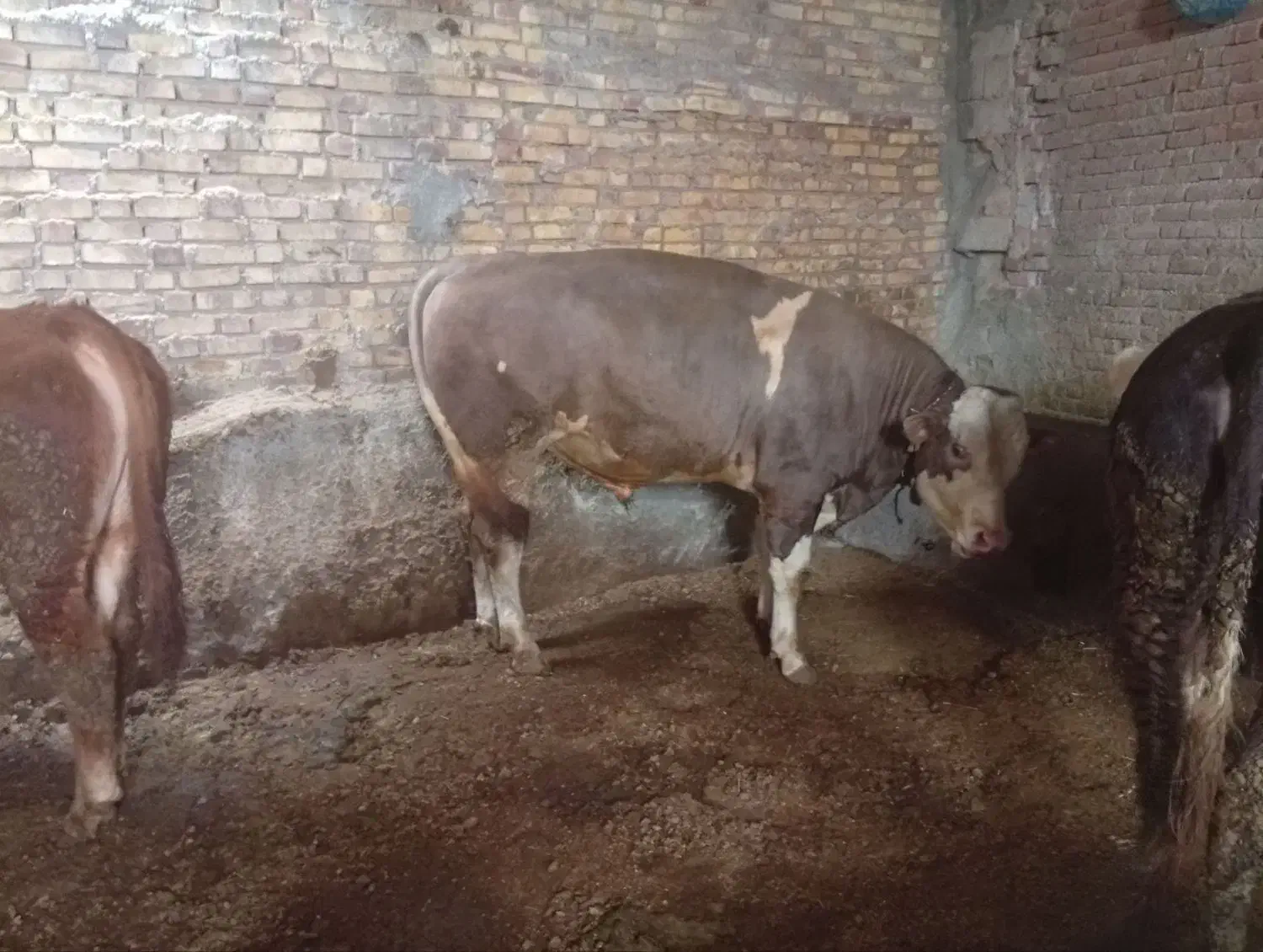 گوساله نر ۳ عدد|حیوانات مزرعه|دیواندره, |دیوار