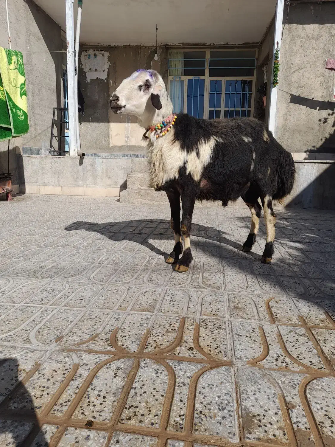 بره قوچ لخت پوست گاوی|حیوانات مزرعه|بروجرد, |دیوار