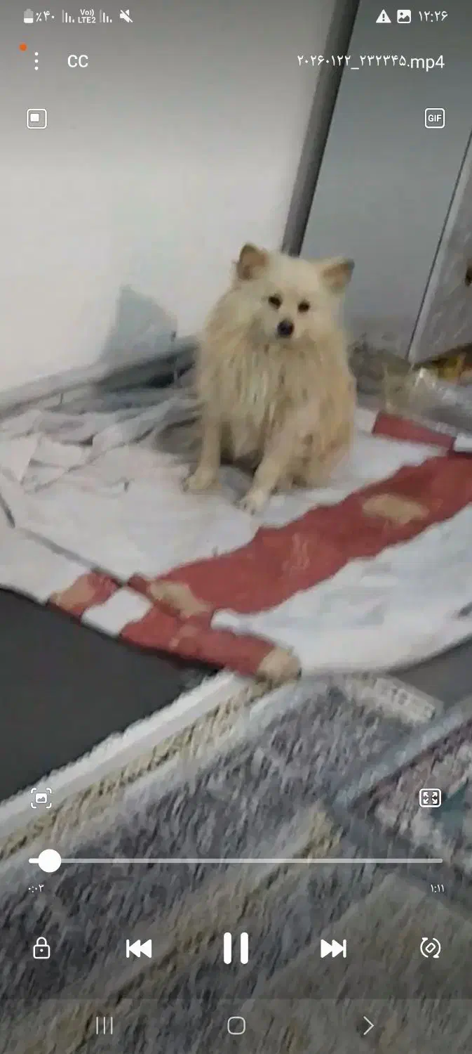 سگ پامر|سگ|پاکدشت, حصار امیر|دیوار