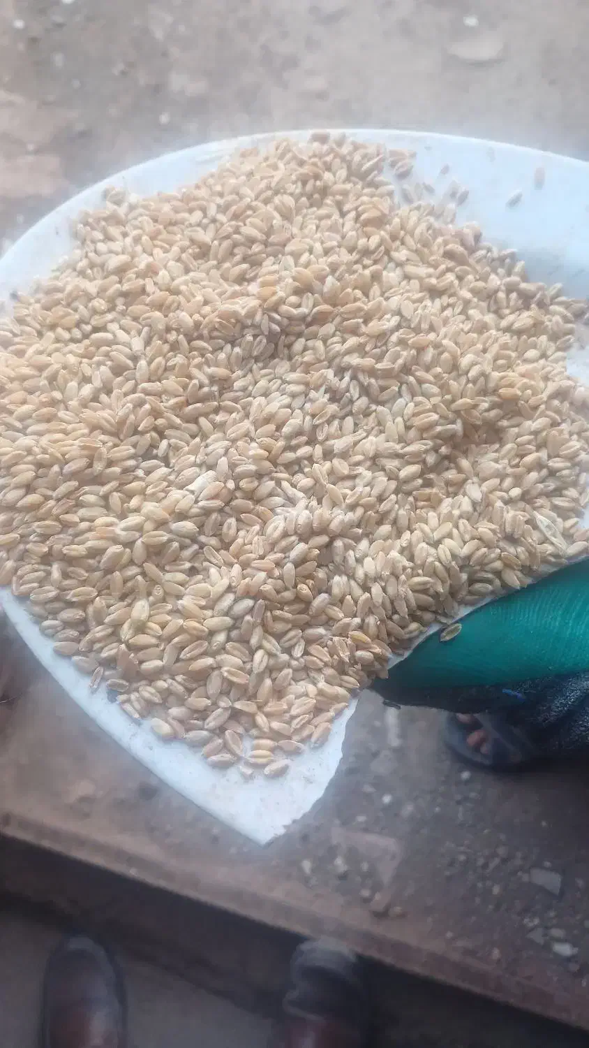گندم پیشگام|خوردنی و آشامیدنی|میان جلگه, |دیوار