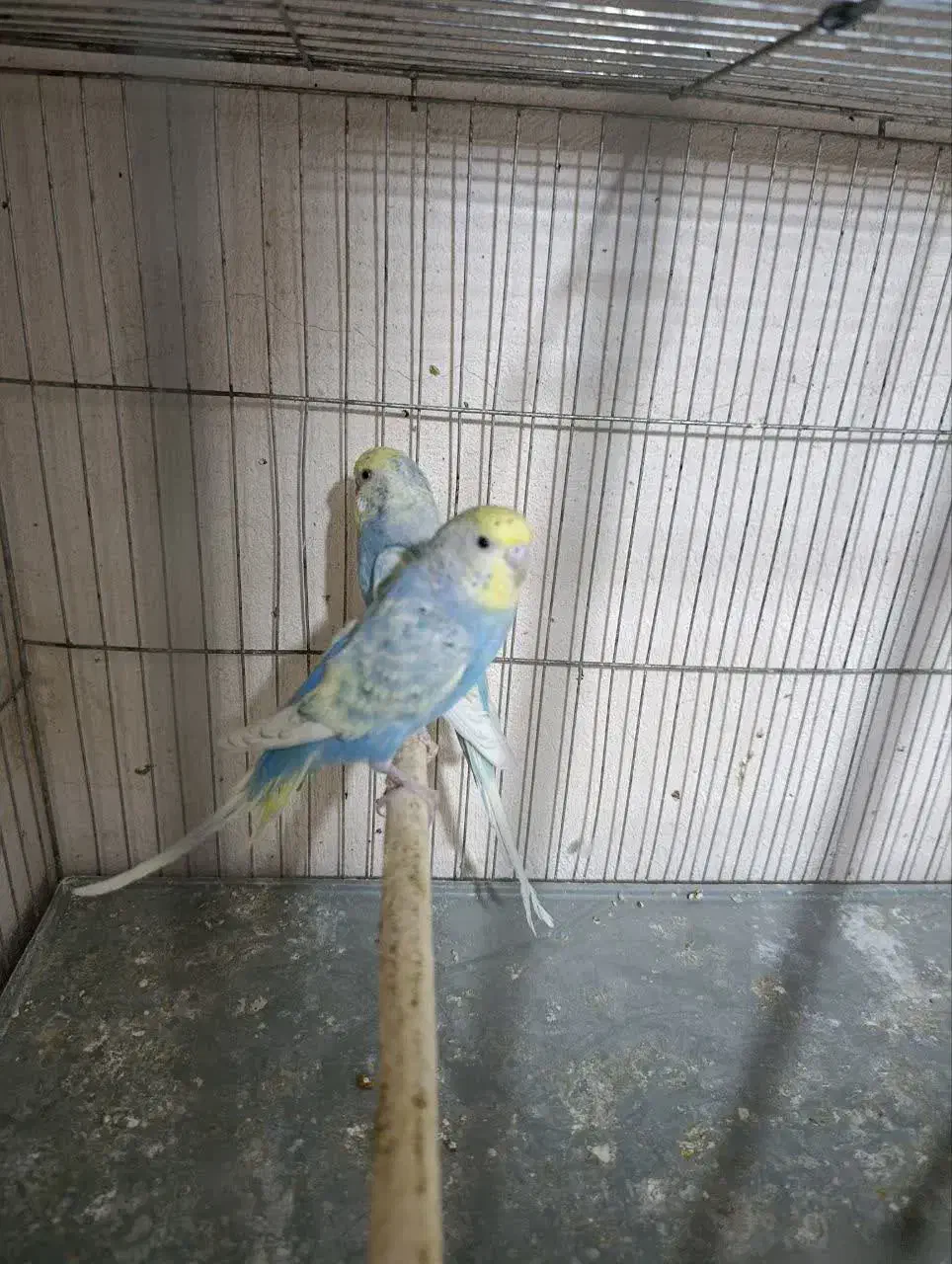 مرغ عشق رینبو|پرنده|قم, نخودی|دیوار