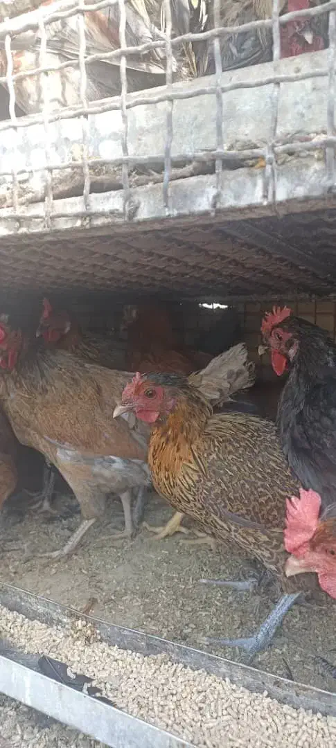 مرغ خروس محلی|حیوانات مزرعه|شیراز, میانرود|دیوار