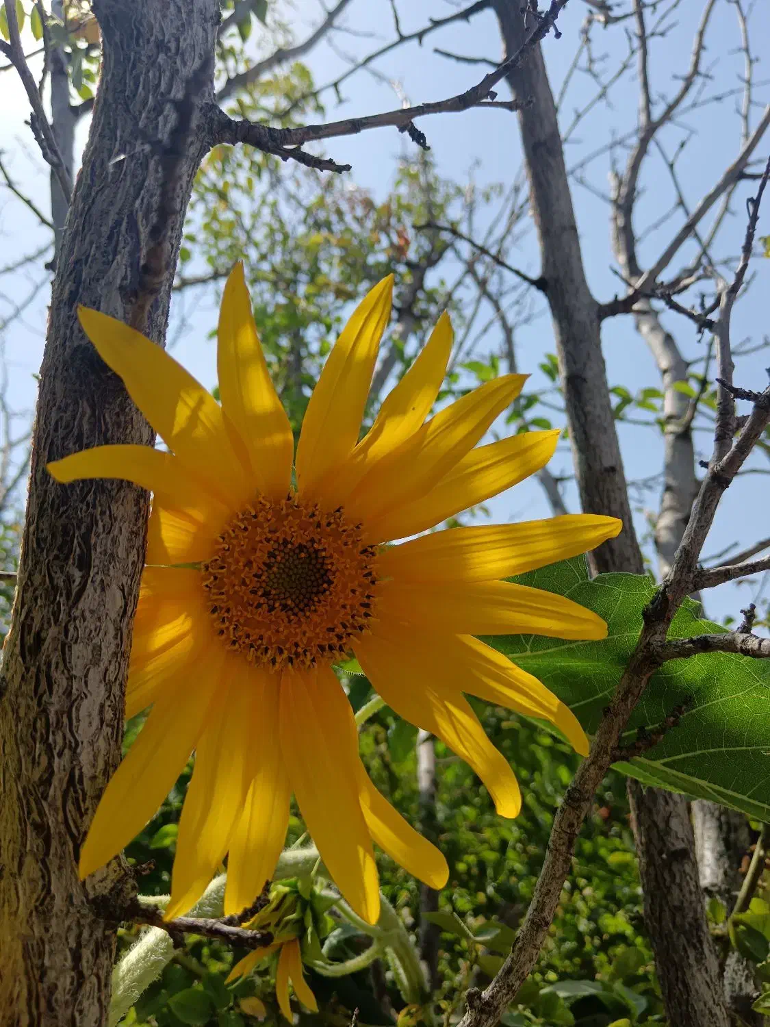 منزل واقع در فردوسی جنوبی|فروش خانه و ویلا|نیشابور, فردوسی جنوبی|دیوار