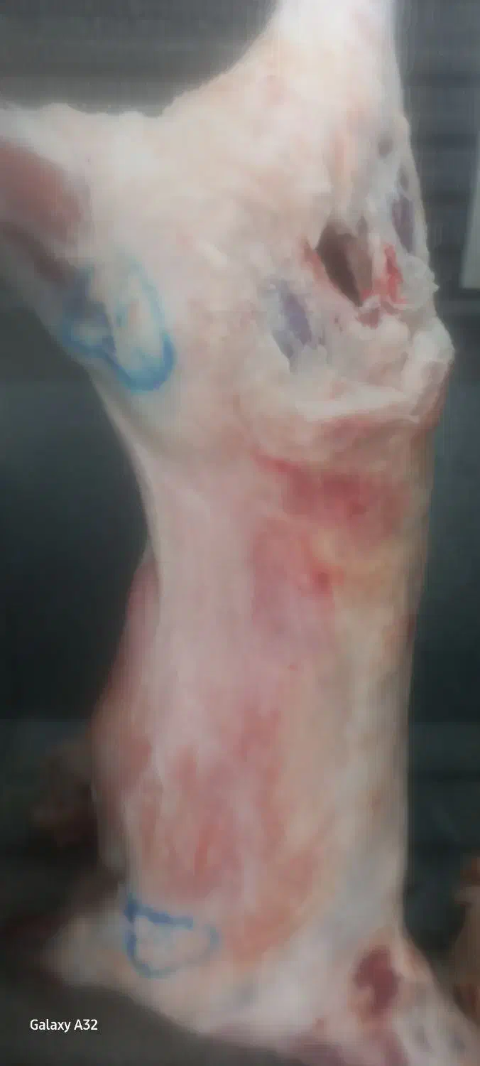 گوشت  قرمزوکله پاچه وسیرابی پاک کرده|خوردنی و آشامیدنی|شیروان (خراسان), |دیوار