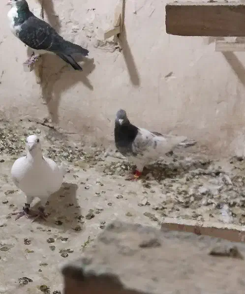 نر کله سبز چینگ سفید وماده سار شکلاتی|پرنده|زاوه, |دیوار