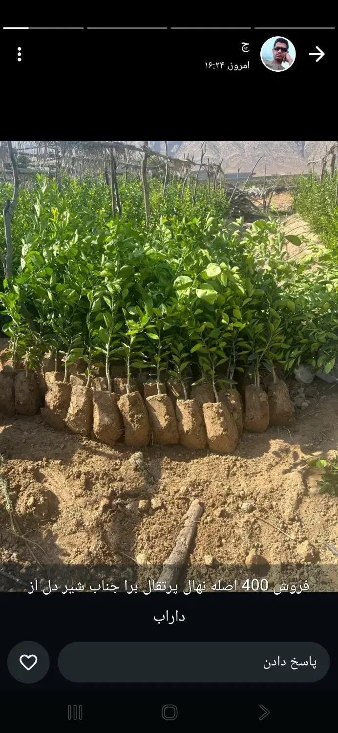 گل وگیاه کریمی ونهال مرکبات وسرو بادام نخل وغیره|خدمات باغبانی و درختکاری|خفر, |دیوار