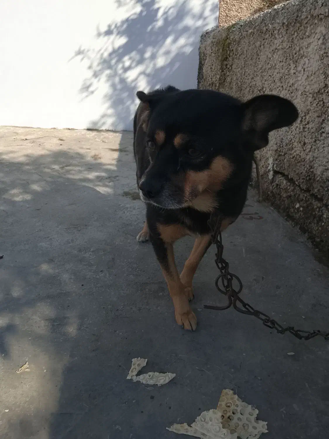 سگ پاکوتاه نژاد دار|سگ|نوشهر, |دیوار